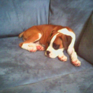 babyjagger