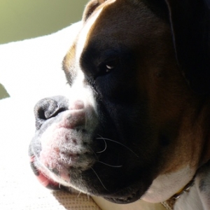 Napping in the sun!