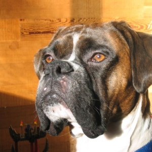 Zeus