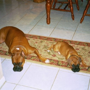 Doggie see, Doggie do