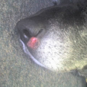 Raw Nose