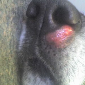 Raw Nose 2