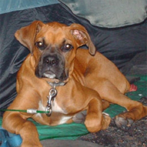 Diesel @ 4 months