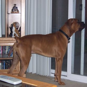 Who's There?