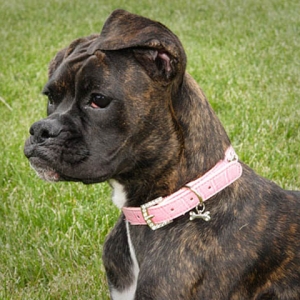 Dubby's new pink collar