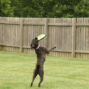 Playing Frisbee