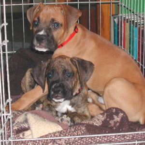 Harley and Maxx