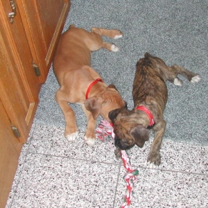 Harley and Maxx
