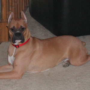 Harley