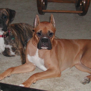 Harley and Maxx