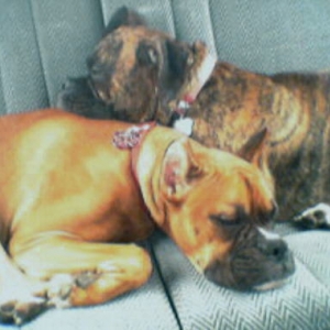 Best Buds