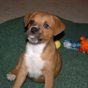 Bailey