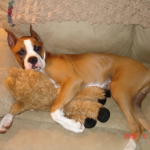 brutus