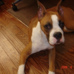 brutus