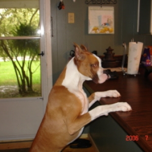 brutus