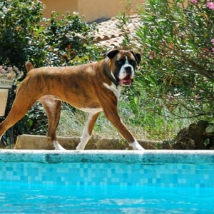 Pool patrol