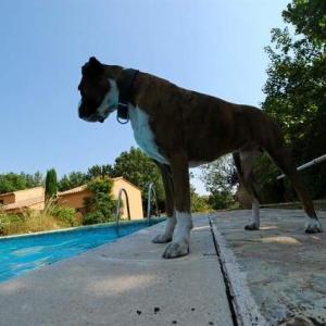 Boxer silhouette