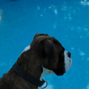 Sun, surf, boxer
