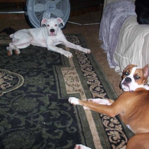 Punchinella and Boo taking a break from playing