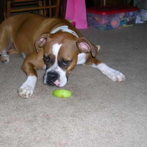 That's MY apple!