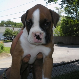 BABY_BOY