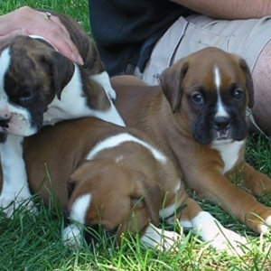 The Boys