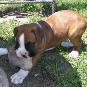 Brady playing