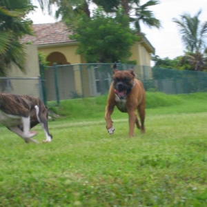 Try and catch me old boy!