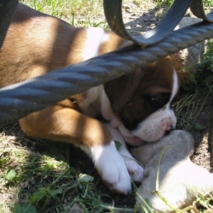 Brady