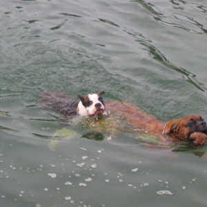 Venus trying to catch up.