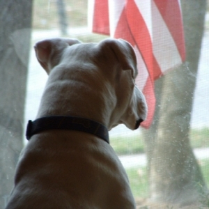 Waiting for Fireworks
