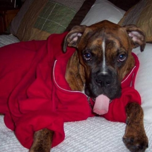 Oscar in his hoodie...YAWN