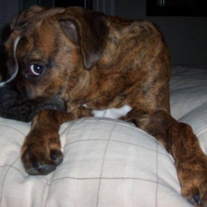Oscar Pouting