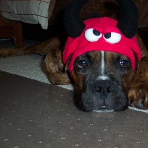 My Little Devil