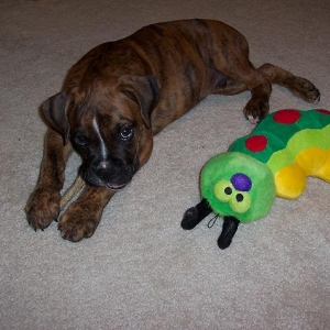 Oscar as a Puppy