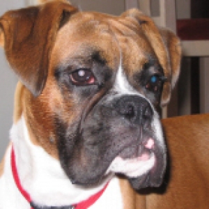 Jaeger at 8 months