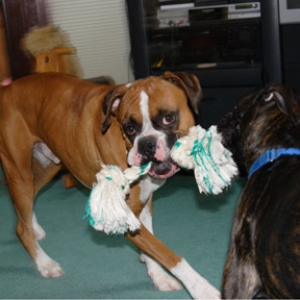 Tug of war time.