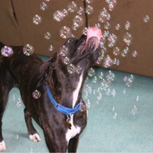Yummy, bubbles!