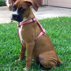 Pretty in Pink