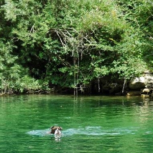 Chasing dragonflies