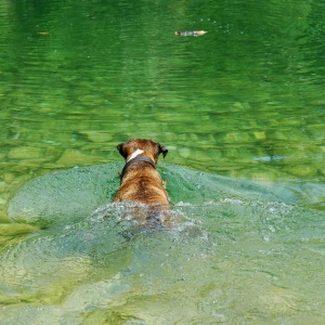 Must be part labrador...