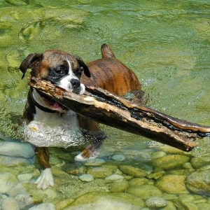Strong dog!