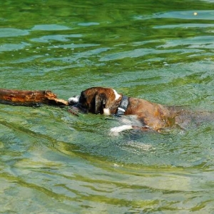 Labra-boxer?