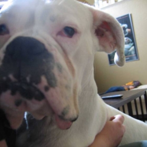 Close up of Abby