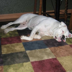 Abby sleeping