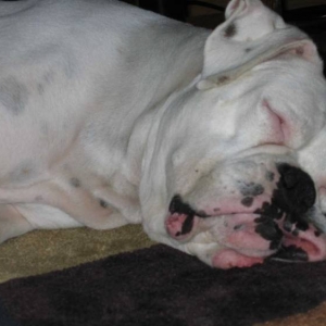 Abby all tuckered out