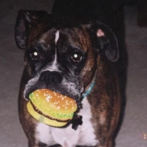 Duke and his hamburger