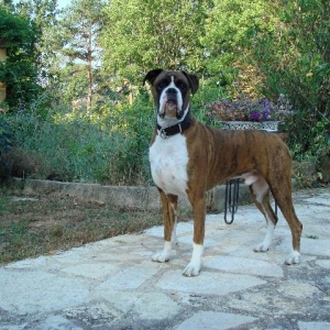 Henri