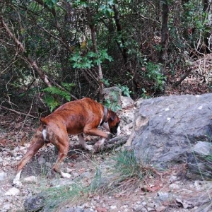 Sniffer dog