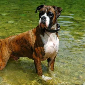 Wet dog